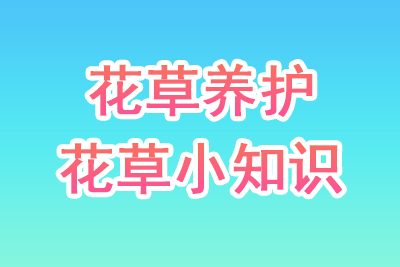 花草养护技巧