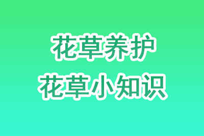 花草养护知识和技巧